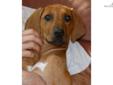 Price: $750
This advertiser is not a subscribing member and asks that you upgrade to view the complete puppy profile for this Rhodesian Ridgeback, and to view contact information for the advertiser. Upgrade today to receive unlimited access to