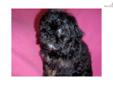Price: $799
This advertiser is not a subscribing member and asks that you upgrade to view the complete puppy profile for this Shih-Poo - Shihpoo, and to view contact information for the advertiser. Upgrade today to receive unlimited access to