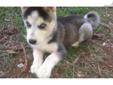 Price: $1000
This advertiser is not a subscribing member and asks that you upgrade to view the complete puppy profile for this Siberian Husky, and to view contact information for the advertiser. Upgrade today to receive unlimited access to