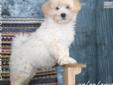 Price: $400
Fergus is a Havapoo mixed breed puppy.
Source: http://www.nextdaypets.com/directory/dogs/ff0c002c-58a1.aspx