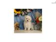 Price: $475
Maltese / Miniature Poodle puppy for sale. Up-to-date on vaccinations and ready to go. Shipping is available. Please call us for more details if you are interested... 570-966-2990 (calls only - no emails)
Source: