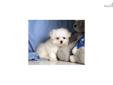 Price: $575
Registered Maltese puppy. Up-to-date on vaccinations and ready to go. Shipping is available. Please call us for more details if you are interested... 570-966-2990 (calls only - no emails)
Source: