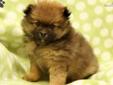 Price: $600
This ACA registered Pomeranian puppy is adorable, fluffly and loves to be cuddled. Fitzpatrick has all the necessary shots and wormer, is vet checked and has a 2 year extended health guarantee. He also has his dew claws removed and is ready