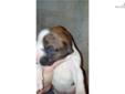 Price: $550
This advertiser is not a subscribing member and asks that you upgrade to view the complete puppy profile for this Boxer, and to view contact information for the advertiser. Upgrade today to receive unlimited access to NextDayPets.com. Your