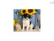 Price: $425
Border Collie mix puppy for sale. Up-to-date on vaccinations and ready to go. Please call us if you have questions or would like to come and see this puppy.
Source: http://www.nextdaypets.com/directory/dogs/ece90e65-4671.aspx