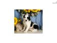 Price: $425
Border Collie mix puppy for sale. Up-to-date on vaccinations and ready to go. Please call us if you have questions or would like to come and see this puppy.
Source: http://www.nextdaypets.com/directory/dogs/b20fdedb-1111.aspx