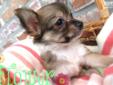 Price: $700
THIS LITTLE GIRL IS A PRECIOUS LITTLE PUPPY FOR ANY HOUSEHOLD. SHE IS CKC REGISTERED, MICROCHIPPED, DR. EXAMINED, AND READY TO GO TO HER NEW HOME. WE OFFER FINANCING AT 0% INTEREST FOR 6 MONTHS WITH APPROVED CREDIT. CALL OR STOP BY TO MEET