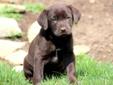 Price: $550
This Chocolate Lab puppy is looking for her forever family. She is vet checked, vaccinated, wormed and comes with a 1 year genetic health guarantee. This puppy is raised with children. Please contact us for more information or check out our