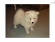 Price: $495
This is a UKC registered purple ribbon bred American Eskimo puppy. His sire is a champion eskimo. He is the dog in the picture. The puppy should mature to be about 16-18 pound. The puppy is PRA clear. Shipping is available for an extra $300.