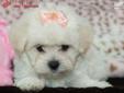 Price: $1695
I AM ONE HAPPY PUPPY, I HAVE SO MUCH PERSONALITY AND LOVE TO GIVE. MY MOM IS A MALTESE AND MY DAD IS A TOY POODLE, MAKING ME ONE UNIQUE DESIGNER BREED! I AM LOOKING FOR THE PERFECT FAMILY TO LOVE ME.. IS THAT YOU? GENDER : FEMALE BIRTHDAY :