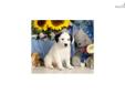 Price: $425
Border Collie mix puppy for sale. Up-to-date on vaccinations and ready to go. Please call us if you have questions or would like to come and see this puppy.
Source: http://www.nextdaypets.com/directory/dogs/5caa733d-ea01.aspx