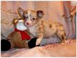 Price: $650
Fluffy Little Red Merle Female Chihuahua. Freckles was born on 07-10-2013. She has a long fluffy Red Merle coat. Freckles is utd on shots and wormings and will a Florida Health Certificate before she leaves for her new home. Mom is a Chocolate