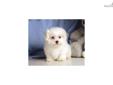 Price: $575
Registered Maltese puppy. Up-to-date on vaccinations and ready to go. Shipping is available. Please call us for more details if you are interested... 570-966-2990 (calls only - no emails)
Source: