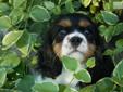 Price: $650
Flynn is a snuggley little guy and loves to give kisses. He has a very sweet disposition ? a true Cavalier trait. His mother, Sammie, is a Tri Color and weighs 22 pounds and his dad, Charlie, is a Blenheim (red & white) and weighs 18 pounds