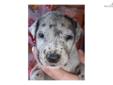 Price: $850
This advertiser is not a subscribing member and asks that you upgrade to view the complete puppy profile for this Great Dane, and to view contact information for the advertiser. Upgrade today to receive unlimited access to NextDayPets.com.