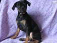 Price: $450
Lovely black/tan female Carlin Pinscher pup. Ebony is just adorable! She is sweet and funny, and loves to snuggle up with a human buddy for a long nap. Vet checked and current on vaccinations, Tiara is just waiting for you to take her home!