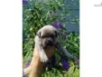 Price: $2000
Don't pass this beautiful formentio girl bye! Parents are on site, and will have started crate training before going to her new family. Puppies are well socialized. My dogs have great temperaments and are eager to please. Outstanding blood