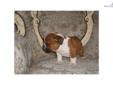 Price: $875
This advertiser is not a subscribing member and asks that you upgrade to view the complete puppy profile for this English Bulldog, and to view contact information for the advertiser. Upgrade today to receive unlimited access to