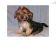 Price: $250
This advertiser is not a subscribing member and asks that you upgrade to view the complete puppy profile for this Yorkiepoo - Yorkie Poo, and to view contact information for the advertiser. Upgrade today to receive unlimited access to