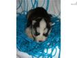 Price: $500
Adorable AKC Registered Siberian Husky Puppy, He has blue eyes, and is very playful, we also have 6 more available , All will have BEAUTIFUL BLUE EYES and come vet checked and health Guarantee. please vist our website puppylovekennel.org for