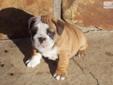 Price: $1500
This advertiser is not a subscribing member and asks that you upgrade to view the complete puppy profile for this English Bulldog, and to view contact information for the advertiser. Upgrade today to receive unlimited access to