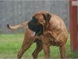 Price: $1500
VAN DIESEL IS A LARGE RED FAWN MALE WITH A GENTLE,LOVING,PERSONALITY. HE WAS BORN 7/24/2008 AND WEIGHS AROUND 140LBS
Source: http://www.nextdaypets.com/directory/dogs/1f511cd8-a031.aspx