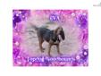 Price: $2000
Here at Topdog Bloodhounds we will breed NNADDA Police Certified k9 EVA Whom is a 100% Russian Imported Bloodhound with 100% European Russian Imported AKC Show Champion Dustin. This litter will be 100% European Imported Bloodline NO AMERICAN