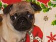 Price: $400
This advertiser is not a subscribing member and asks that you upgrade to view the complete puppy profile for this Pug, and to view contact information for the advertiser. Upgrade today to receive unlimited access to NextDayPets.com. Your