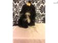Price: $1250
AKC REG STUNNING LITTLE BLACK GIRL. PRACTICALLY A TWIN OF DOLCE HER SISTER, HENCE EARNING THE NAMES! ABSOLUTELY GORGEOUS! MARKINGS, BUILD, FACE, FLAWLESS!! TINY, PURSE SIZE!! SWEET, KISSY, ADORING PERSONALITY WITH A PINCH OF SPUNK! SHE COMES