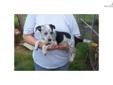Price: $0
This advertiser is not a subscribing member and asks that you upgrade to view the complete puppy profile for this Queensland Heeler, and to view contact information for the advertiser. Upgrade today to receive unlimited access to