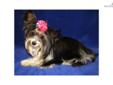 Price: $3000
This advertiser is not a subscribing member and asks that you upgrade to view the complete puppy profile for this Yorkshire Terrier - Yorkie, and to view contact information for the advertiser. Upgrade today to receive unlimited access to