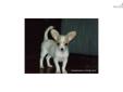 Price: $399
This advertiser is not a subscribing member and asks that you upgrade to view the complete puppy profile for this Chihuahua, and to view contact information for the advertiser. Upgrade today to receive unlimited access to NextDayPets.com. Your
