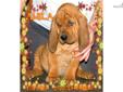 Price: $1200
Here at Topdog we have bred Champion Fane with Major Show pointed AVA. We have 4 females avail. ALL MALES ARE SOLD The sire is 100% European Imported and is EXCLUSIVE bloodlines in the USA. There is no other BLOODHOUND in the USA with this