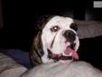 Price: $1000
This advertiser is not a subscribing member and asks that you upgrade to view the complete puppy profile for this English Bulldog, and to view contact information for the advertiser. Upgrade today to receive unlimited access to
