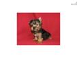 Price: $800
This advertiser is not a subscribing member and asks that you upgrade to view the complete puppy profile for this Yorkshire Terrier - Yorkie, and to view contact information for the advertiser. Upgrade today to receive unlimited access to