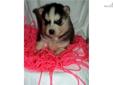 Price: $500
Adorable AKC Registered Siberian Husky Puppy, She has blue eyes, and is very playful, we also have 6 more available , All will have BEAUTIFUL BLUE EYES and come vet checked and health Guarantee. please vist our website puppylovekennel.org for