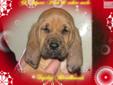 Price: $800
Here at Topdog we Have done this APRIL breeding for June Born Litter. Carmen is a BRIGHTON TOP COP Granddaughter Whom has produced many certified Police k9 over the years. She is a Litter mate sister to our AKC show Champion Spartacus whom as
