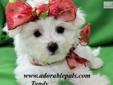 Price: $1500
Tandy is a gorgeous baby doll. She is very friendly and loves to be with you and do what you are doing. She will be the perfect size to take with you everywhere. She has a beautiful hair coat that is non shedding and hypo-allergenic. To see