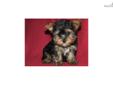 Price: $550
Don't let this stunning little boy get away, he is absolutely amazing, full of energy and very loving. He gives wonderful loving kisses, and will light up your whole world. This little one comes current on vaccines and micro chipped please let