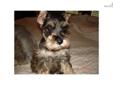 Price: $400
This advertiser is not a subscribing member and asks that you upgrade to view the complete puppy profile for this Schnauzer, Miniature, and to view contact information for the advertiser. Upgrade today to receive unlimited access to
