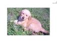 Price: $400
Autumn is a beautiful girl that is going to make a wonderful pet and companion. Parents love to play frisbee and are very loving. She is smart and will be easy to train.
Source: http://www.nextdaypets.com/directory/dogs/d5ce6b36-cf31.aspx