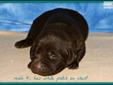 Price: $650
This advertiser is not a subscribing member and asks that you upgrade to view the complete puppy profile for this Labrador Retriever, and to view contact information for the advertiser. Upgrade today to receive unlimited access to