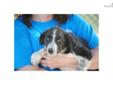 Price: $100
ABCA registered male border collie out of working stock. I own both parents to this pup. Hitch is started on cattle and shows a lot of drive. He is eager to please and is ready for someone to train. We are a small ranch in Southeast Okla. and
