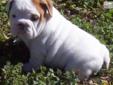 Price: $1500
This advertiser is not a subscribing member and asks that you upgrade to view the complete puppy profile for this English Bulldog, and to view contact information for the advertiser. Upgrade today to receive unlimited access to