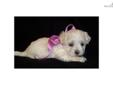Price: $500
This advertiser is not a subscribing member and asks that you upgrade to view the complete puppy profile for this Maltese, and to view contact information for the advertiser. Upgrade today to receive unlimited access to NextDayPets.com. Your