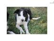Price: $200
ABCA registered female border collie out of working stock. I own both parents to this pup. This is the smartest pup of the litter. She has a tall thin build. She is started on cattle and shows a lot of drive. We are a small ranch in Southeast