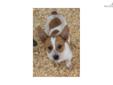 Price: $500
This advertiser is not a subscribing member and asks that you upgrade to view the complete puppy profile for this Corgi, and to view contact information for the advertiser. Upgrade today to receive unlimited access to NextDayPets.com. Your