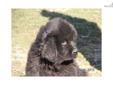 Price: $1000
AVA is a lady!! Sometimes!!! She is beautiful, intelligent, cuddly, sweet and so lovely! She will be the Newfoundland you have always wanted---loyal, intelligent,loving and smart! She is going to be the whole package!!!
Source: