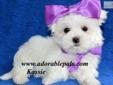 Price: $1500
Kassie is an absolute doll.. very playful and friendly and loves everyone. She has a beautiful hair coat that is hypo-allergenic and non-shedding. To see Kassie along with her parents visit us at www.adorablepals.com/availablepuppies.html Our