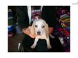 Price: $300
This advertiser is not a subscribing member and asks that you upgrade to view the complete puppy profile for this Beagle, and to view contact information for the advertiser. Upgrade today to receive unlimited access to NextDayPets.com. Your